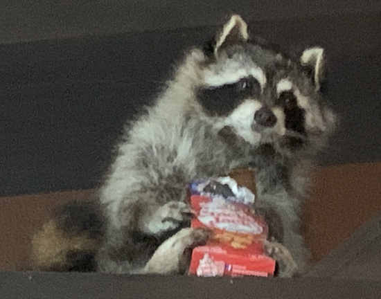 Lost and Found - raccoon